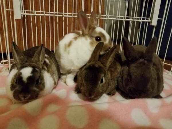 Buy Male & Female Rex Rabbit Online - Image 4