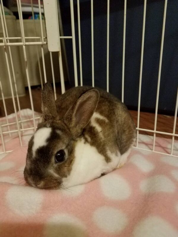 Buy Male & Female Rex Rabbit Online - Image 7