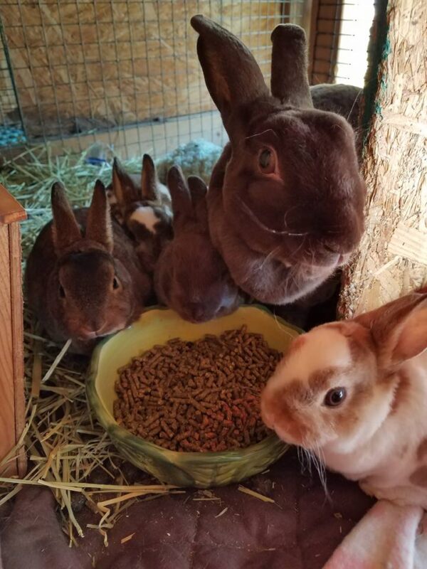 Buy Male & Female Rex Rabbit Online - Image 9