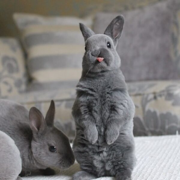 Buy Male & Female Rex Rabbit Online - Image 12