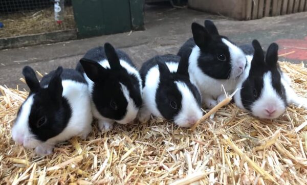 Buy Male & Female Dutch Rabbit Online - Image 5