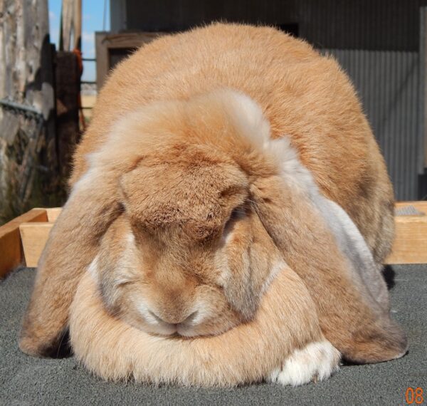 Buy Male & Female French Lop Bunnies - Image 8