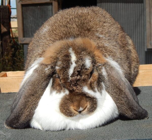 Buy Male & Female French Lop Bunnies - Image 4