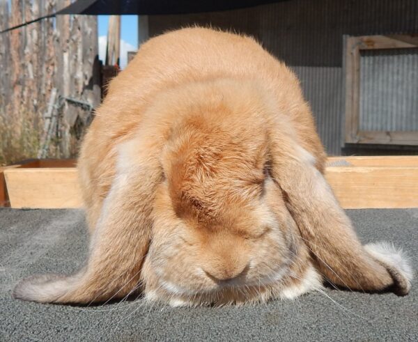 Buy Male & Female French Lop Bunnies - Image 7