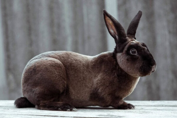 Buy Male & Female Rex Rabbit Online - Image 16
