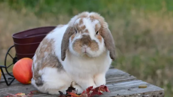 Buy Male & Female French Lop Bunnies - Image 14