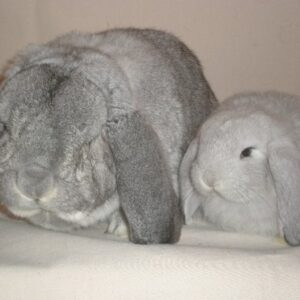 Buy Male & Female French Lop Bunnies