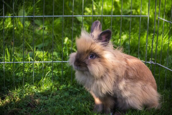 Buy Male & Female Lionhead Rabbit's - Image 10