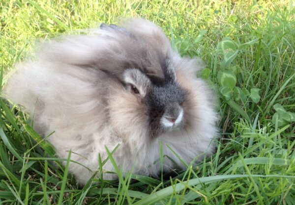 Buy Male & Female Lionhead Rabbit's - Image 9
