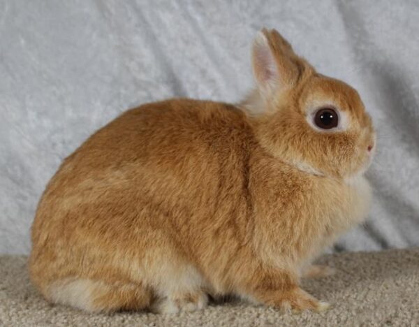Buy Male & Female Netherland Dwarf Rabbit - Image 5