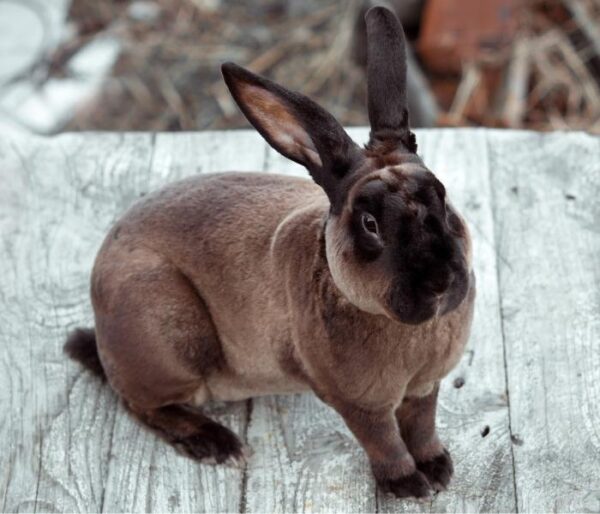 Buy Male & Female Rex Rabbit Online - Image 15