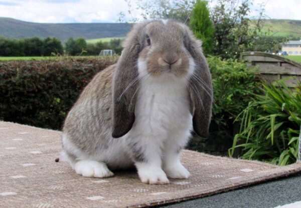 Buy Male & Female French Lop Bunnies - Image 13