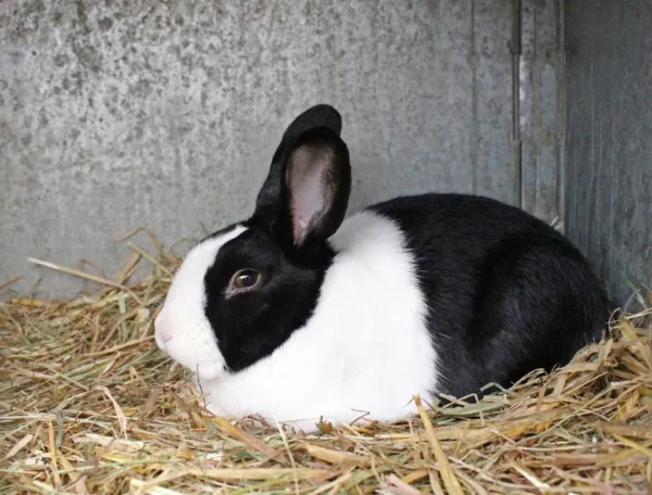 Buy Male & Female Dutch Rabbit Online - Image 6
