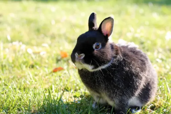 Buy Male & Female Netherland Dwarf Rabbit - Image 11