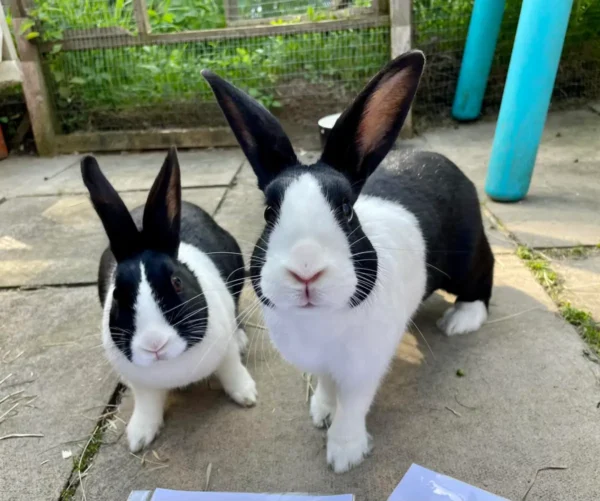 Buy Male & Female Dutch Rabbit Online - Image 10