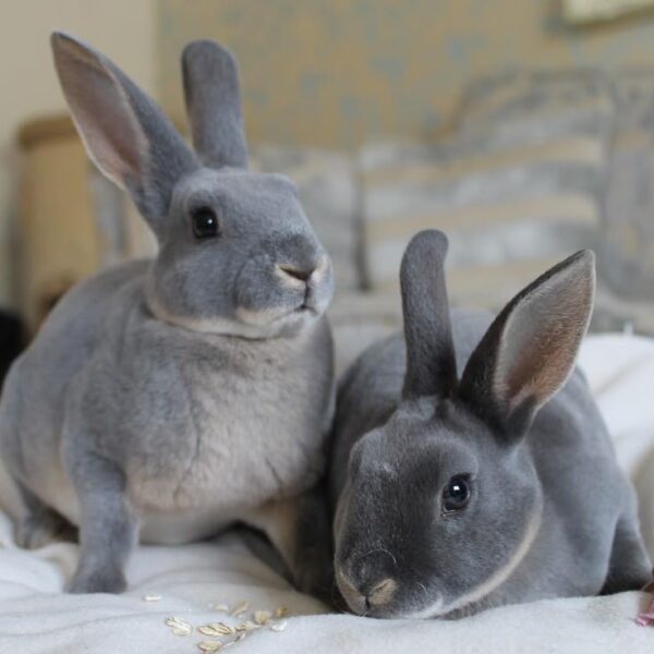 Buy Male & Female Rex Rabbit Online