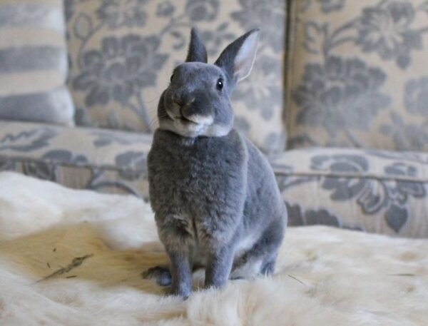 Buy Male & Female Rex Rabbit Online - Image 14