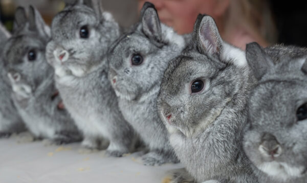 Buy Male & Female Netherland Dwarf Rabbit - Image 2