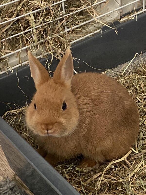 Buy Male & Female Netherland Dwarf Rabbit - Image 4