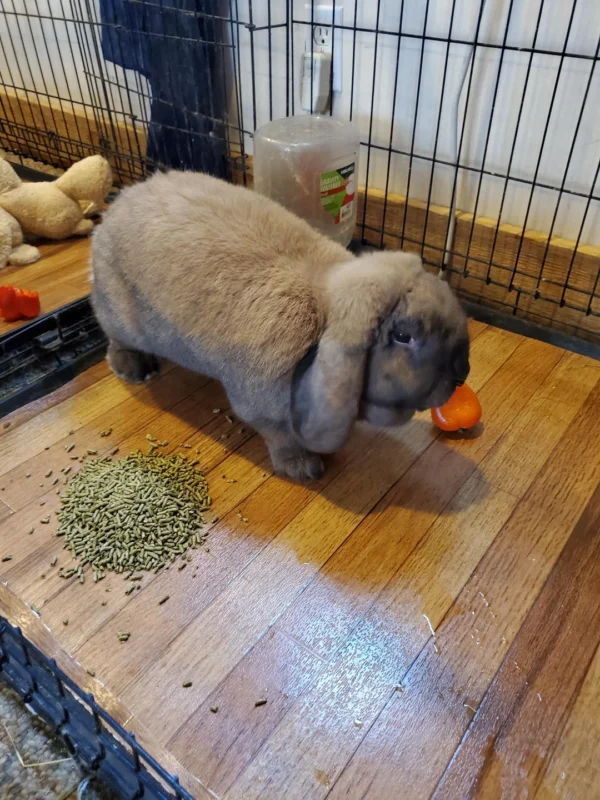 Buy Male & Female French Lop Bunnies - Image 12