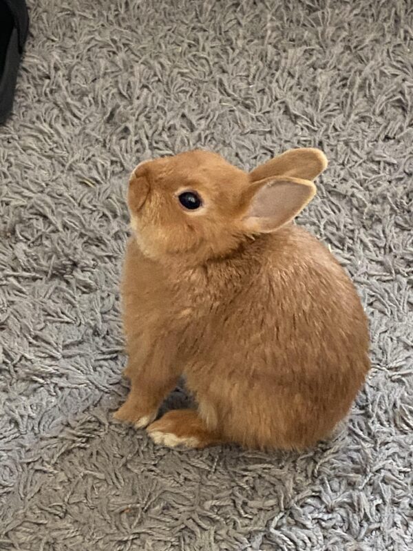 Buy Male & Female Netherland Dwarf Rabbit - Image 3