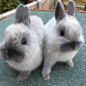 Buy Male & Female Netherland Dwarf Rabbit