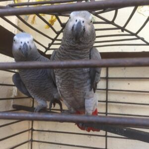 Buy Healthy African Grey Parrots Online Male & Female - Tame & Vet Checked