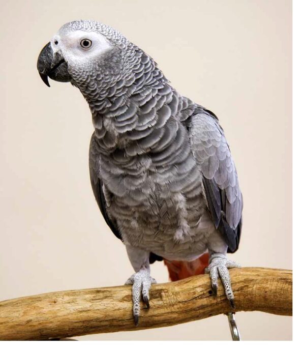 African Grey Care Guide for New Owners – Best Diet and Supplements Troy Kelso Farms