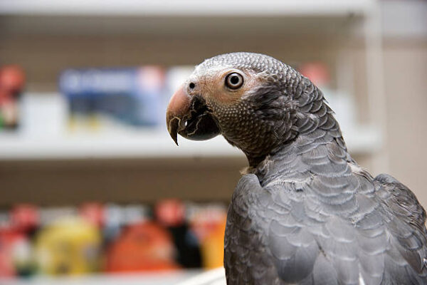 Discover intelligent African Grey parrots for sale. Hand-fed, tame, and talkative birds from Troy Kelso Farms.