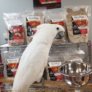 Buy Vet Tested Cockatoo Parrots & Chicks - Male & Female