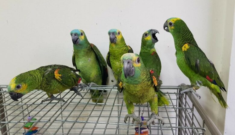 Available Amazon Parrot Species for Sale Online & Why Choose an Amazon Parrot from Troy Kelso Farms?