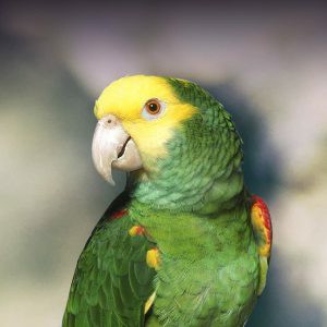 Complete Guide to Amazon Parrots: Types, Characteristics, and How to Care for Them – Troy Kelso Farms
