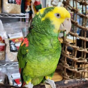 Hand Reared Amazon Male & Female Parrots Online for Sale