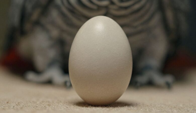Understanding the African Grey Parrot Egg Price: What to Expect in 2025