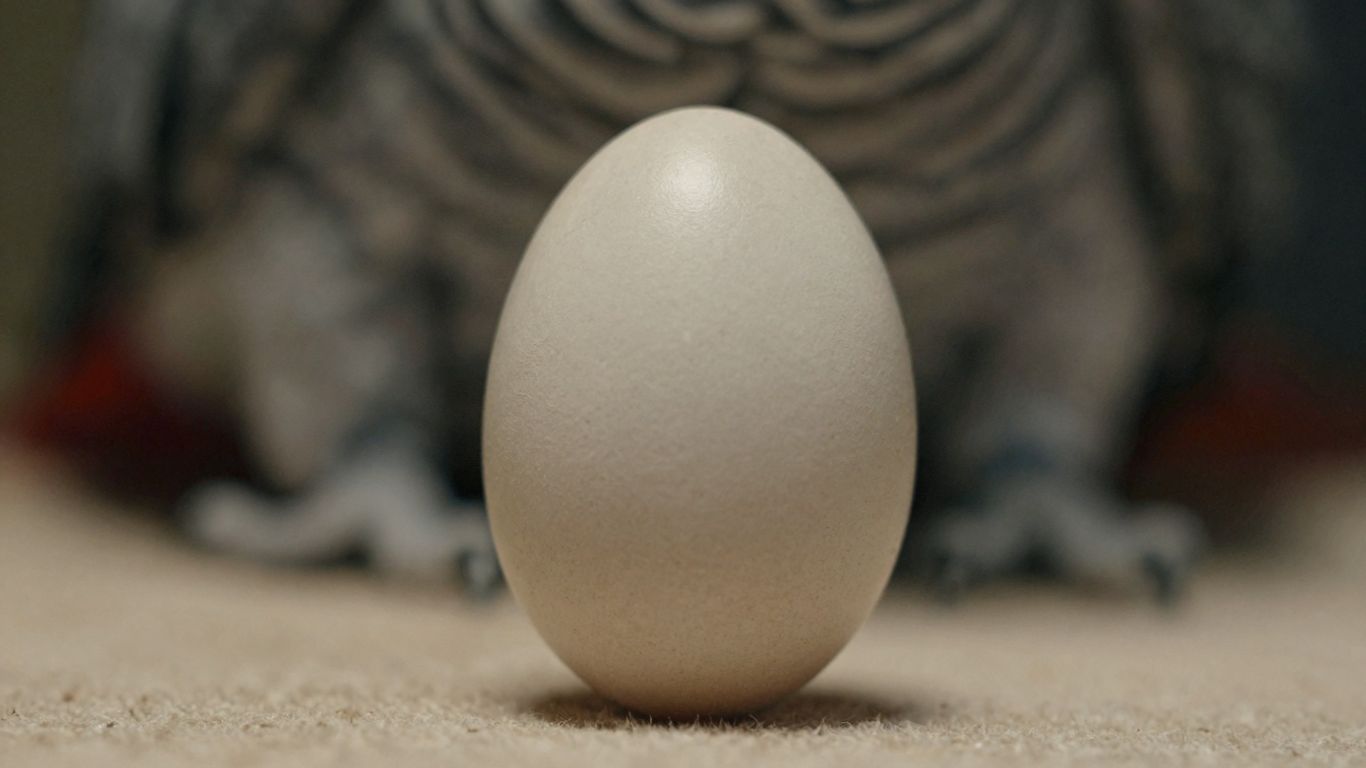 African Grey parrot egg on a soft surface.