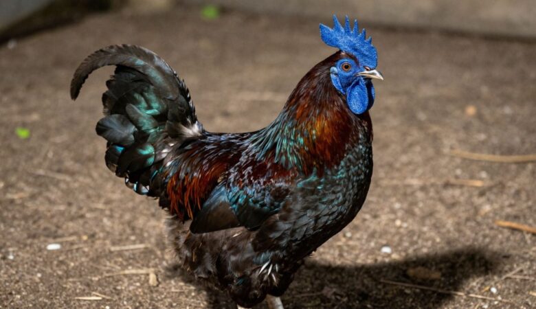 Unveiling the Blueface Hatch Rooster: A Deep Dive into its Traits and Lineage