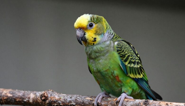 Caring for Your Double Yellow Head Amazon Parrot: A Comprehensive Guide