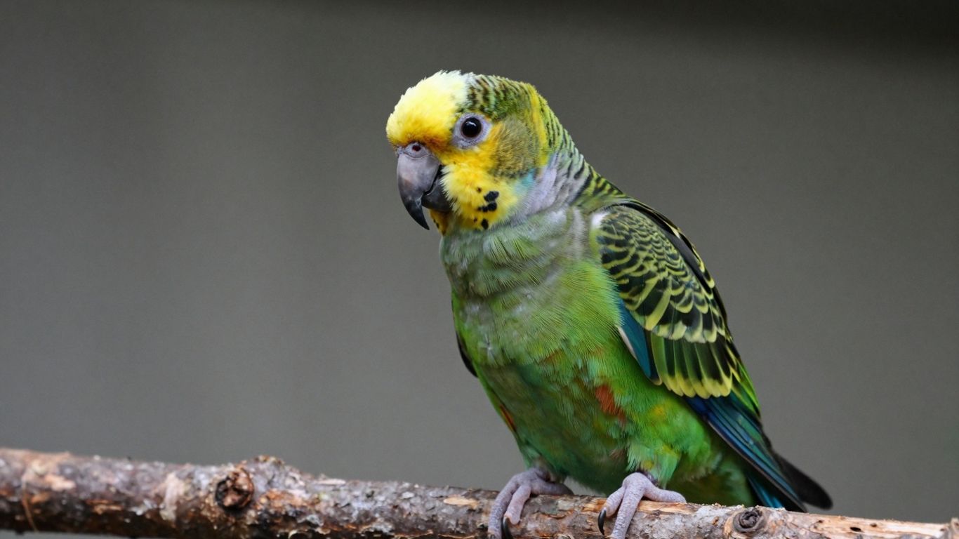 Double Yellow Head Amazon parrot perched on a branch.