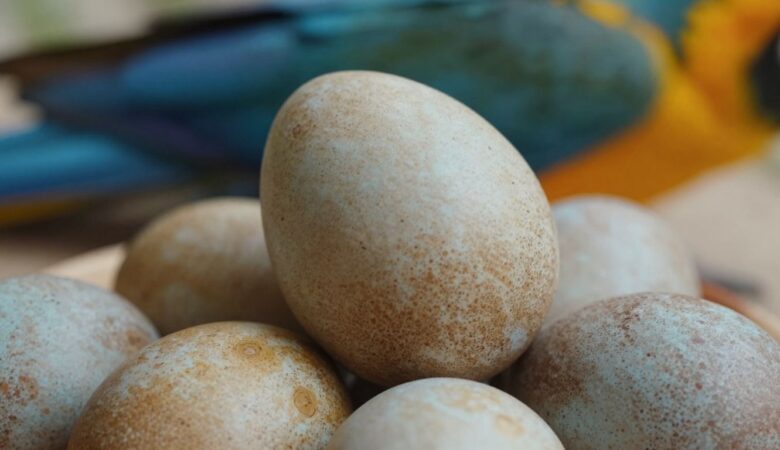 Where to Find Genuine Blue and Gold Macaw Eggs for Sale Online
