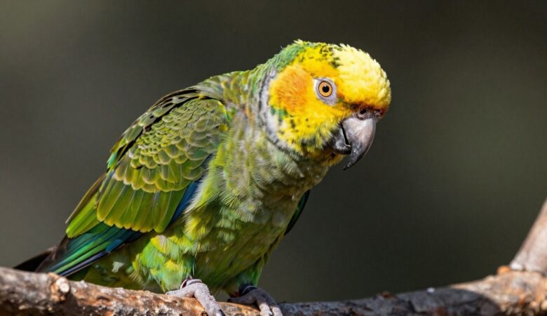 Find Your Perfect Yellow Crowned Amazon for Sale Today!