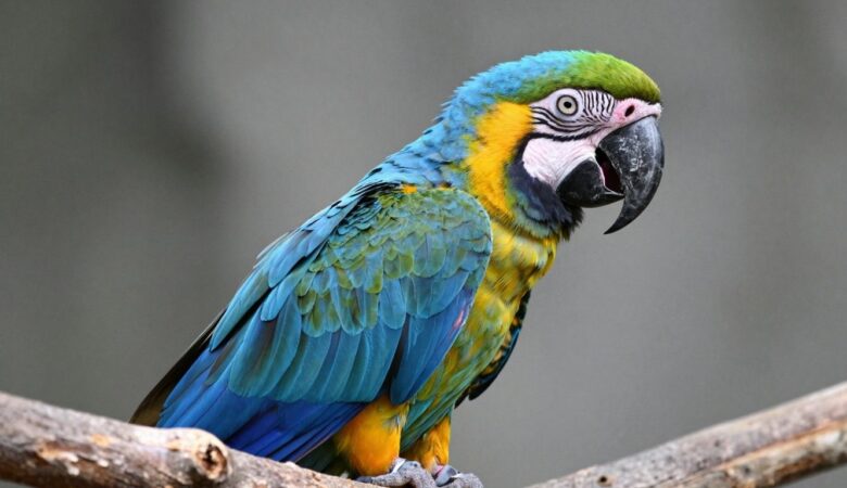 Find Your Perfect Companion: Hahns Macaw For Sale Near You
