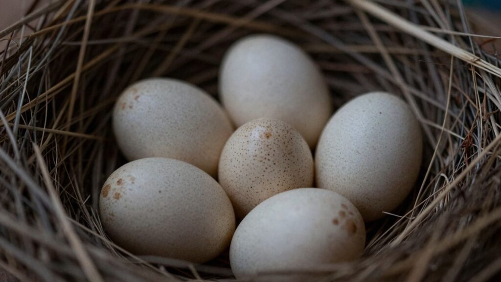 Where to Find Genuine African Grey Eggs for Sale Near You