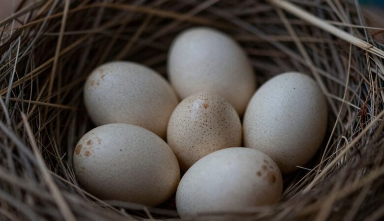 Where to Find Genuine African Grey Eggs for Sale Near You