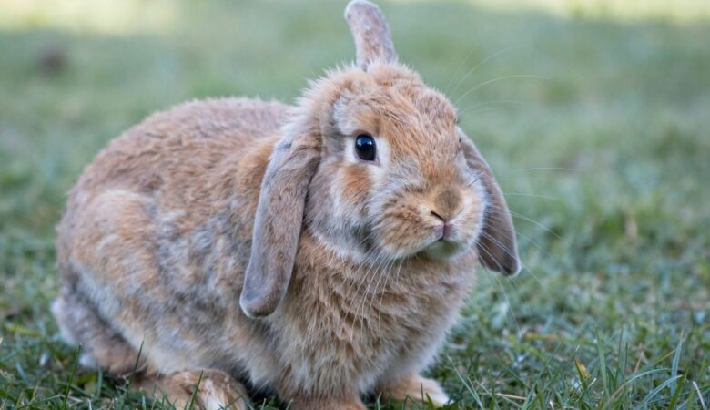 Ready to Buy? Find Adorable Male & Female English Lop Bunnies Here!
