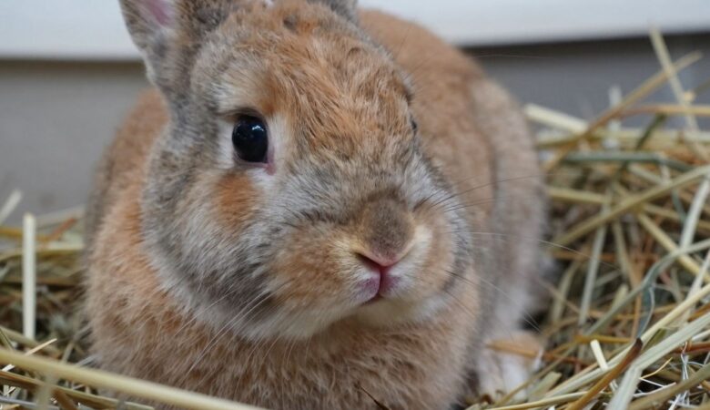 Ready to Buy Baby Bunnies? Find Male & Female Litters of Baby Rabbits for Sale Near You