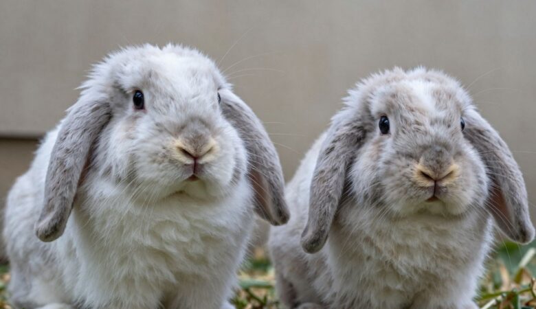 Ready to Buy Male & Female French Lop Bunnies? Find Your Perfect Pet Today!