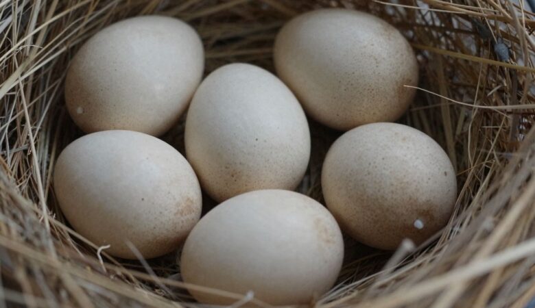 Where to Find Fertile African Grey Eggs for Sale: A Buyer’s Guide