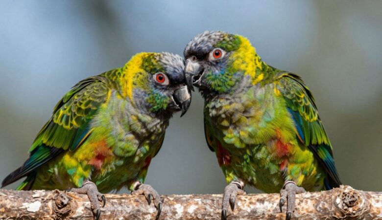 Understanding the Black Capped Conure: A Comprehensive Guide to Care and Behavior