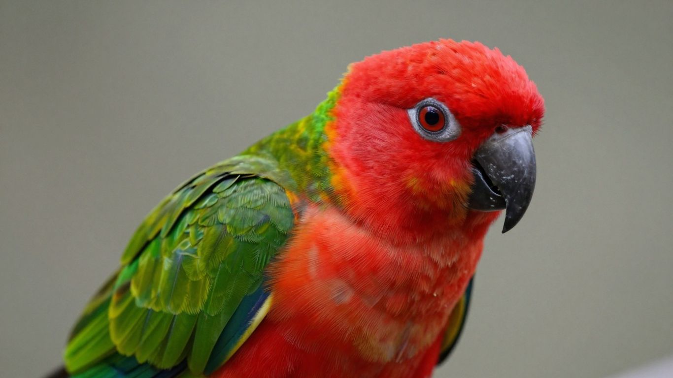 Crimson Bellied Conure bird with green and red plumage.