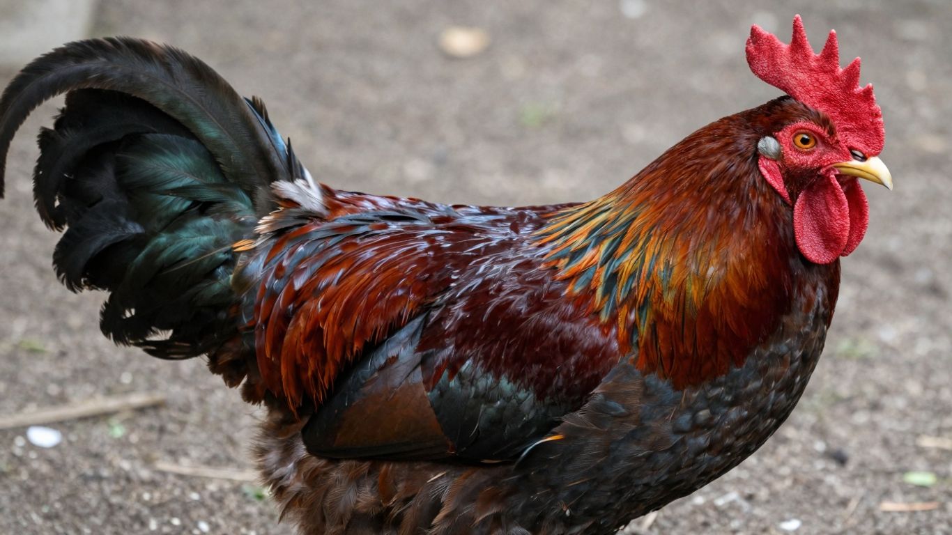 Premium Claret gamefowl with rich mahogany plumage.
